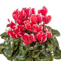 SeeWhy Shine Scarlet Cyclamen