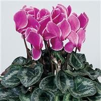 Sierra Synchro Purple Flame Cyclamen