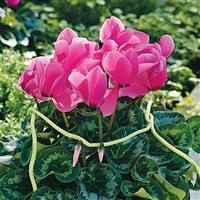 Sierra Synchro Rose Cyclamen