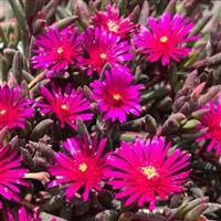 Delosperma Desert Dancer Purple