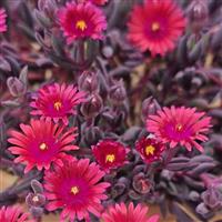 Delosperma Desert Dancer Red