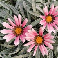 Gazania Jupiter Silver Pink