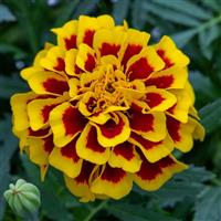 Mango Tango French Marigold