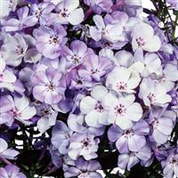 Phlox paniculata Flame Blue Ice