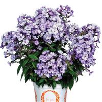 Phlox paniculata Flame Blue Ice