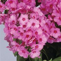 Phlox paniculata Flame Pink