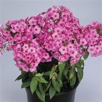 Phlox paniculata Flame Pink
