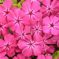 Phlox Southern Blaze Bright Pink