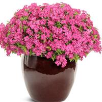 Phlox Southern Blaze Bright Pink