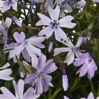 Phlox Spring Lilac