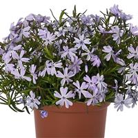 Phlox Spring Lilac
