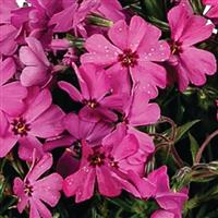 Phlox Spring Rose Eye