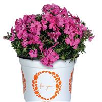 Phlox Spring Rose Eye