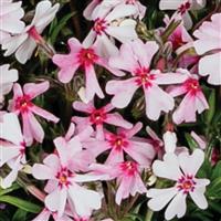 Phlox Spring Coral Eye