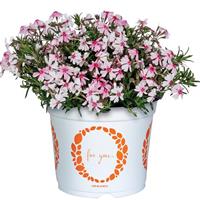 Phlox Spring Coral Eye