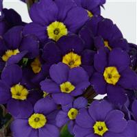 Lighthouse Blue Primula