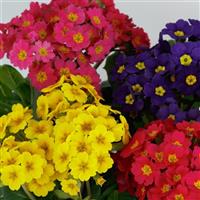 Lighthouse Mix Primula