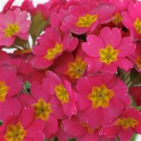 Lighthouse Pink Primula