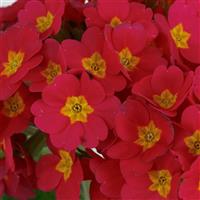 Lighthouse Rose Primula