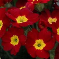 Lighthouse Scarlet Primula