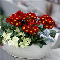 Lighthouse Scarlet Primula