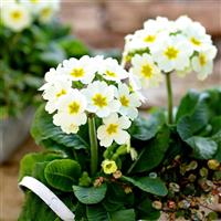 Lighthouse White Primula