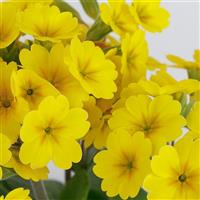 Lighthouse Yellow Primula