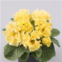 Elodie Double Cream Primula Acaulis