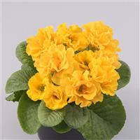 Elodie Double Golden Yellow Primula Acaulis