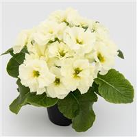 Elodie Double Lime Primula Acaulis