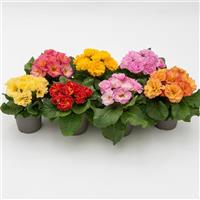 Elodie Double Mix Primula Acaulis