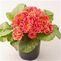 Elodie Double Red Primula Acaulis
