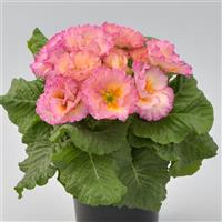 Elodie Double Salmon Primula Acaulis