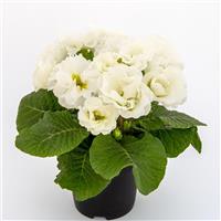 Elodie Double White Primula Acaulis