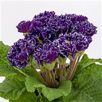 Elodie Double Blue Flame Primula Acaulis