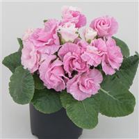 Elodie Double Light Pink Primula Acaulis