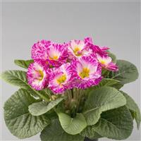 Elodie Double Elcora Rose Primula Acaulis