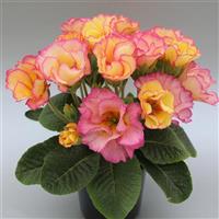Elodie Double Marille Primula Acaulis