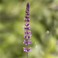 Salvia Bordeau Compact Rose