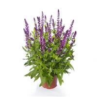 Salvia Bordeau Compact Rose