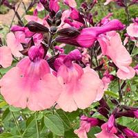 Salvia Melba Peach