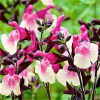 Salvia Melba Raspberry