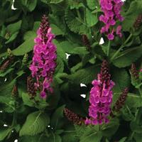 Salvia Noble Princess
