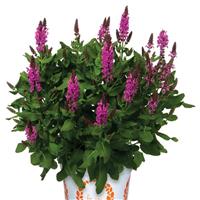Salvia Noble Princess