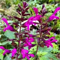 Salvia Berry Blast