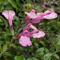 Salvia Pink Shell