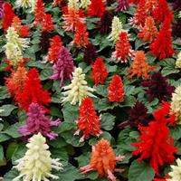 Reddy Mix Salvia