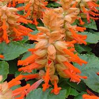 Reddy Salmon Salvia