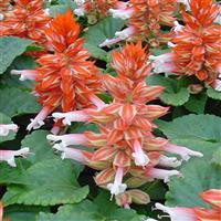 Reddy Scarlet Bicolor Salvia