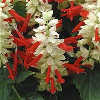 Reddy White Surprise Salvia